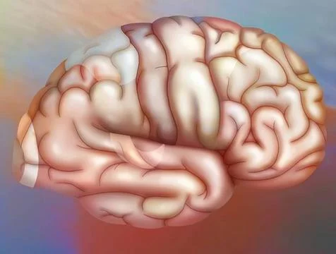Brain drawing Areas of the brain of the right hemisphere: cortex (visual, ... Stock Photos