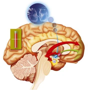  Brain, drawing From desire to rupture - 2. Representation of what it happ... Stock Photos