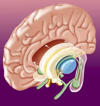  Brain, drawing Elements of the diencephalon, linking the two cerebral hem... Stock Photos