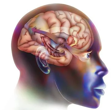 Brain drawing First step in the functioning of the brain when you fall in ... Stock Photos