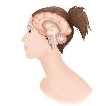 Brain, drawing Stock Illustration