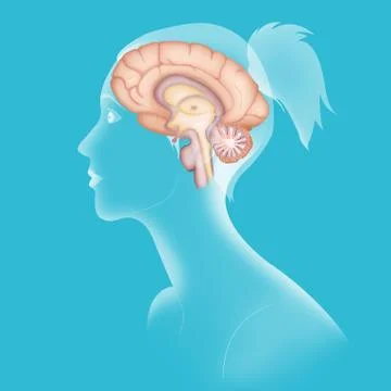 Brain, drawing Stock Illustration