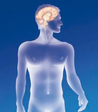 Brain, drawing Stock Illustration