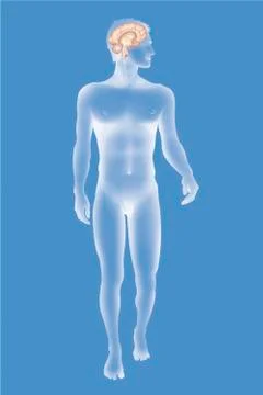 Brain, drawing Stock Illustration