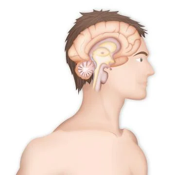 Brain, drawing Stock Illustration