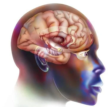 Brain drawing Second step in the functioning of the brain when we fall in ... Stock Photos