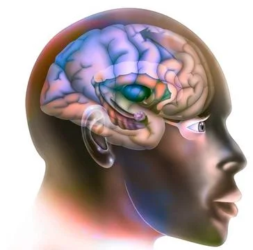 Brain drawing Third step in the functioning of the brain when we fall in l... 写真素材