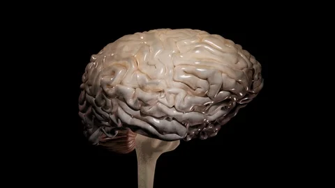 Brain With Electrical Activity Video stock 121619228