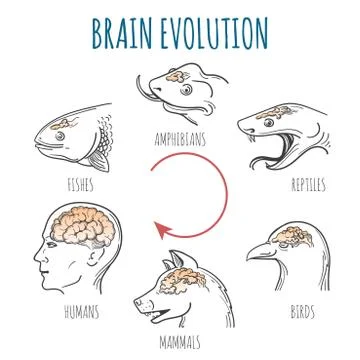 Brain Evolution illustration イラスト素材