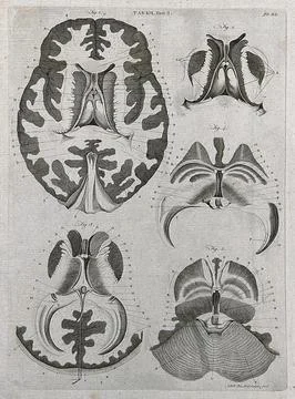 The brain: five sections. Line engraving by A. Bell after F. Vicq-d'Azyr, 179 Stock Illustration