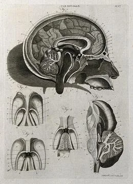 The brain: five sections. Line engraving by A. Bell after A. Monro, 1798. Stock Illustration