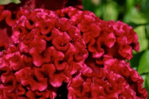 Brain flower Stock Photos