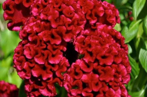 Brain flower Stock Photos