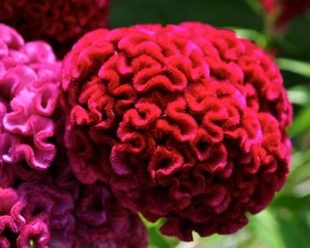 Brain flower 写真素材