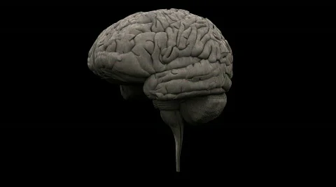 Brain Stock Footage 736697