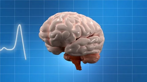 Brain Stock Footage 1095014