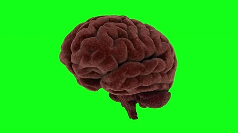 Brain Stock Footage 50562190