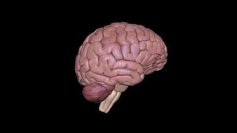 Brain Video stock 113217676