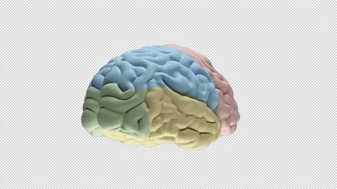 Brain Video stock 165436718