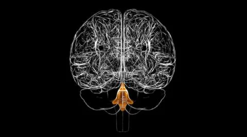 Brain Fourth Ventricles of the Brain Anatomy For Medical Concept 3D Stock Illustration