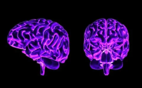 Brain front and side Illustrazione stock