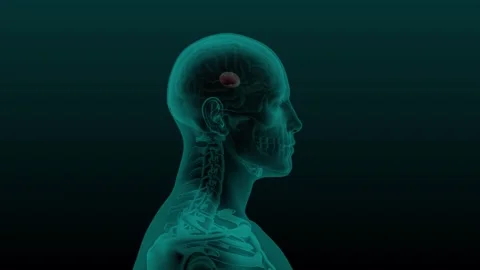 Brain Globus pallidus Xray Video stock 252389352