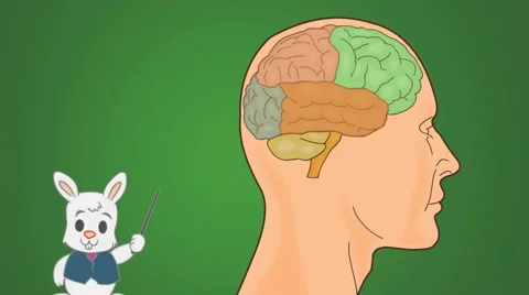 Brain - green Background - rabbit Video stock 60265098