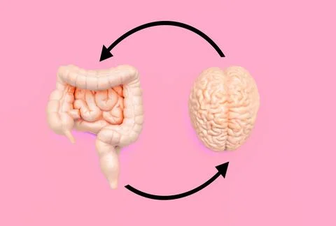 Brain-Guts Axis Concept 스톡 사진