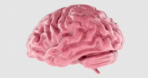 Brain with gyri and vessels,3d model rotating animation, seamlessly loopable. Stock Footage 311601703