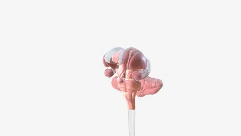 The brain has three main parts: the cerebrum, cerebellum and brainstem Video stock 247261518