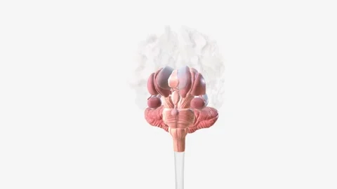The brain has three main parts: the cerebrum, cerebellum and brainstem Video stock 247261689