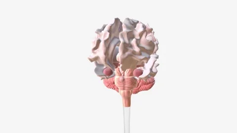 The brain has three main parts: the cerebrum, cerebellum and brainstem Video stock 247261773