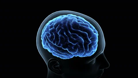 Brain Head 19 1 B1bA3 4k Stockbeeldmateriaal 108976908