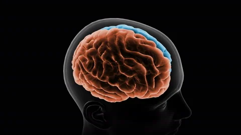 Brain Head 19 1 B1bA6 4k 스톡 동영상 108977765