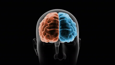 Brain Head 19 1 C1bA6 4k Stock Footage 108978896