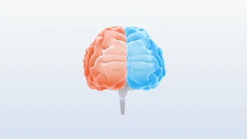 Brain Head 19 1 C1bS2 4k Stock Footage 109052079