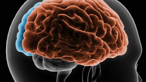 Brain Head 19 1 D1bA6 4k Stock Footage 108974869