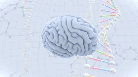 Brain Head 19 3 DNA B1dW 4k Stock Footage 111791554