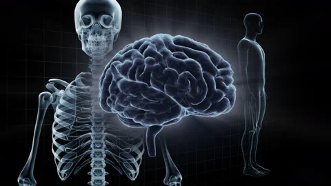 Brain Head 19 3 Medical A1gB 4k Stock Footage 111803696