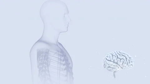 Brain Head 19 3 Medical A3bW 4k Vidéo 111805568