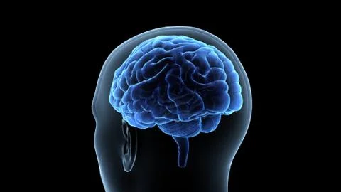 Brain head human mental idea mind 3D illustration background 1 A1bA3 06 Stock Illustration