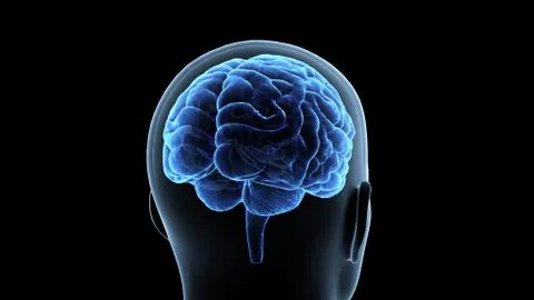 Brain head human mental idea mind 3D illustration background 1 A1bA3 07 Stock Illustration