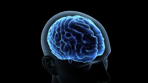 Brain head human mental idea mind 3D illustration background 1 B1bA3 02 Stock Illustration