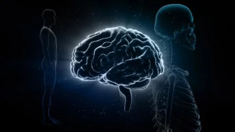 Brain head human mental idea mind 3D illustration background 3 Medical D1bB Stock Illustration