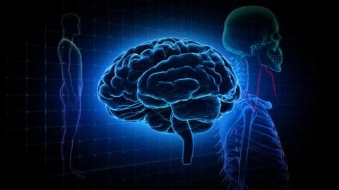 Brain head human mental idea mind 3D illustration background 3 Medical B1gB Stock Illustration