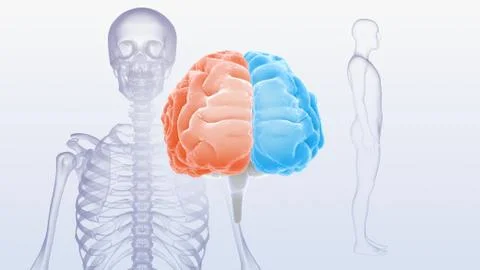 Brain head human mental idea mind 3D illustration background 3 Medical C1bS2 Stock Illustration