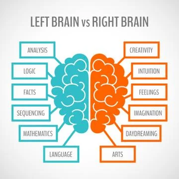 Brain hemispheres infographics Stockillustratie