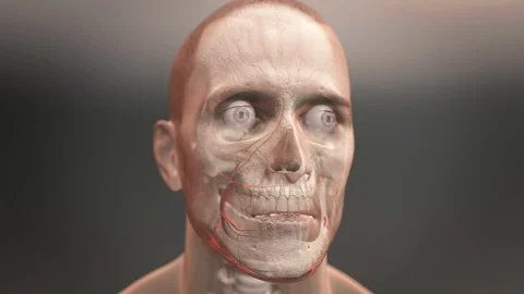 Brain hemodynamics Stock Footage 124374383