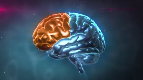 Brain Highlight Lobes Stock Footage