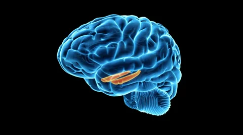Brain hippocampus Stock Footage